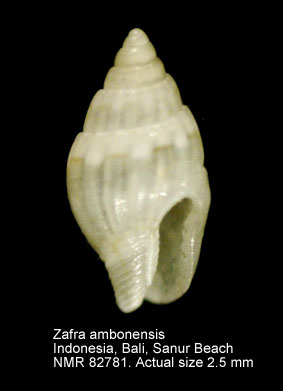 Zafra ambonensis.jpg - Zafra ambonensis Maintenon,2008